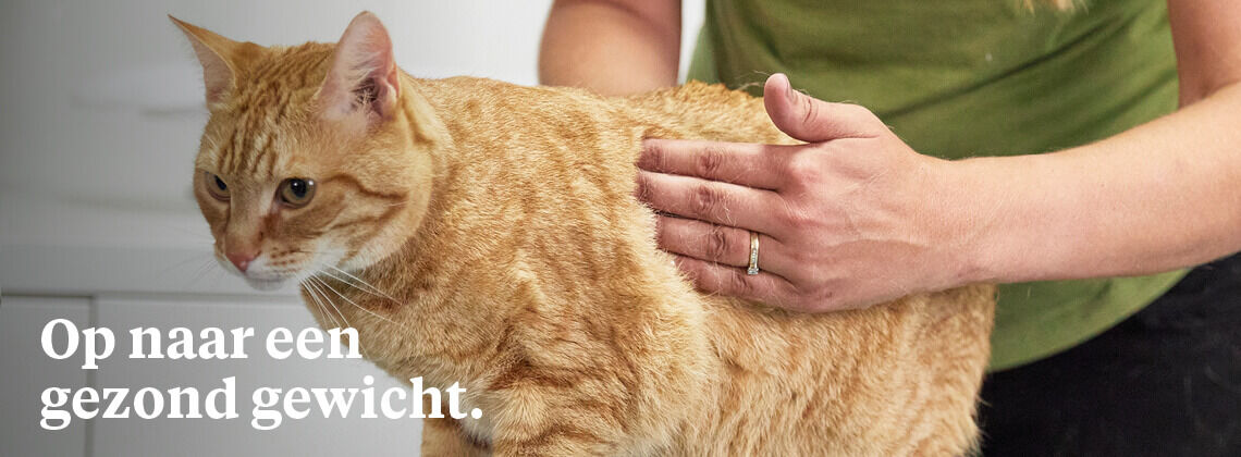 Gewichtsconsult voor je kat - € 12.95